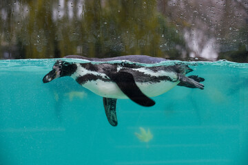 Naklejka premium Penguin swimming in cool blue water