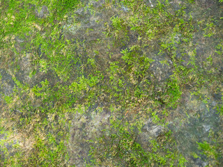 Beautiful green moss on the floor.
