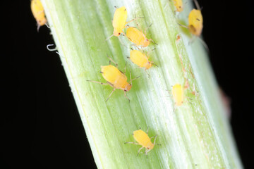 Aphids crawl on green plants