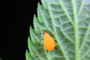 Aphids crawl on green plants