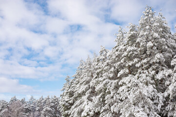 Beautiful winter forest in thick fluffy snow layer. Nature during the winter