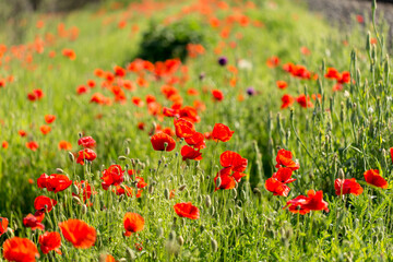 A lot of red poppies - meadow flowers