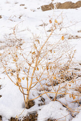 Rime on the branches of plants. Frost texture. Close-up. Plants in winter frost. Snow on the ground. Winter. White snowflakes on the branches. Snowflakes texture. Steppe thorns in winter