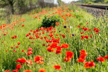 A lot of red poppies - meadow flowers