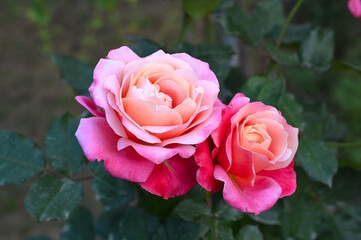 秋の庭園で咲くピンク色のバラの花　プリンセスチチブ（大船フラワーセンター）