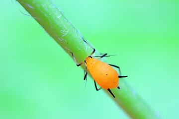 Aphids crawl on green plants