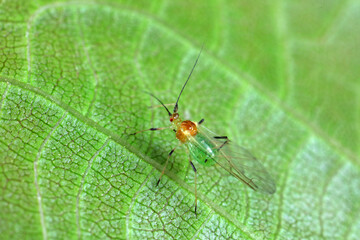 Aphids crawl on green plants
