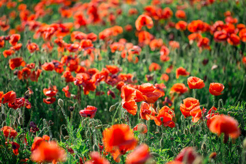 Blossoms of poppies in the fields in the South of Russia