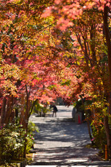 Naklejka premium 紅葉が映える西山 善峯寺の境内