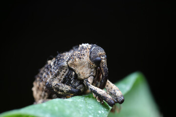 Yanggan cryptorhynchus inhabits wild plants in North China