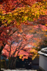 紅葉が映える西山 善峯寺の境内
