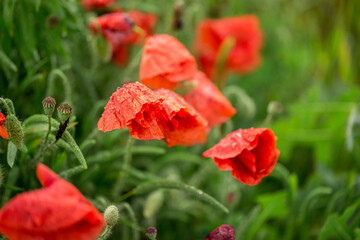 Poppy buds after a rain in drops of dew