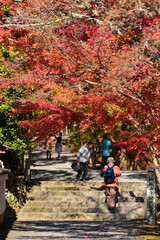 Fototapeta na wymiar 紅葉が映える西山 善峯寺の境内