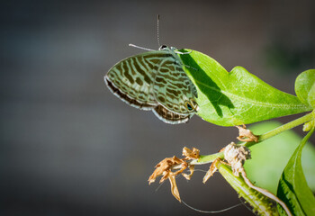 butterfly on a leaf
