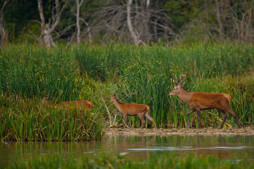 RED DEER - CIERVO COMUN O ROJO (Cervus elaphus)