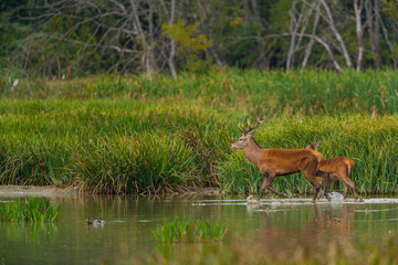 RED DEER - CIERVO COMUN O ROJO (Cervus elaphus)