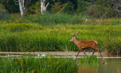 RED DEER - CIERVO COMUN O ROJO (Cervus elaphus)