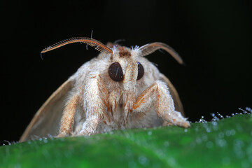 Moths on leaves in nature, North China Plain
