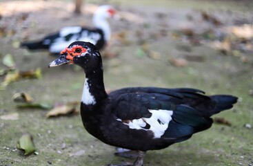 Fototapeta premium Black and white Muscovy duck in nature 