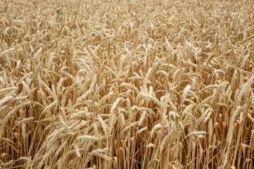 Ears of wheat in the field. Harvesting on a farm in August