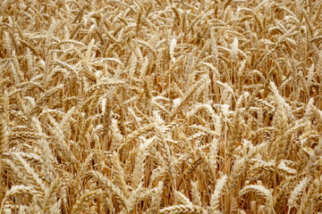 Ears of wheat in the field. Harvesting on a farm in August