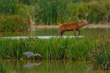 GREY HERON - GARZA REAL (Ardea cinerea) and RED DEER - CIERVO COMUN O ROJO (Cervus elaphus)