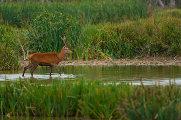 RED DEER - CIERVO COMUN O ROJO (Cervus elaphus)