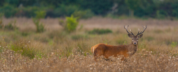 RED DEER - CIERVO COMUN O ROJO (Cervus elaphus)