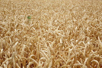 Ears of wheat in the field. Harvesting on a farm in August