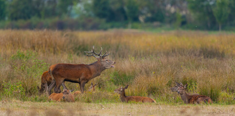 RED DEER - CIERVO COMUN O ROJO (Cervus elaphus)