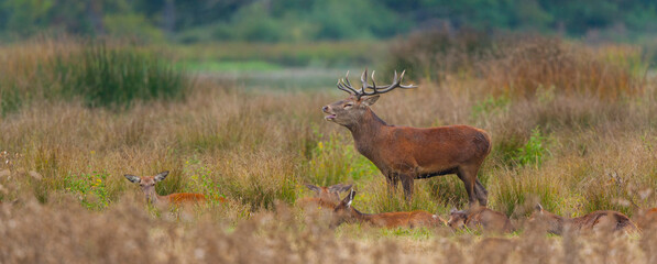 RED DEER - CIERVO COMUN O ROJO (Cervus elaphus)