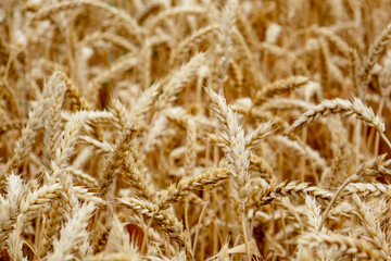 Ripe ears of rye and wheat in the field. Large grains, close-up.