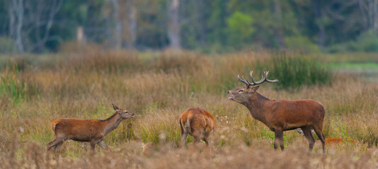 RED DEER - CIERVO COMUN O ROJO (Cervus elaphus)
