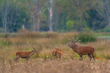 RED DEER - CIERVO COMUN O ROJO (Cervus elaphus)