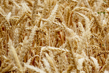 Ripe ears of rye and wheat in the field. Large grains, close-up.