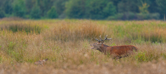RED DEER - CIERVO COMUN O ROJO (Cervus elaphus)