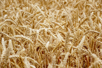 Ripe ears of rye and wheat in the field. Large grains, close-up.