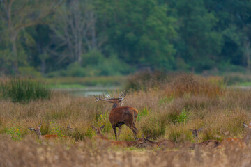 RED DEER - CIERVO COMUN O ROJO (Cervus elaphus)