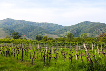 Fototapeta premium Vineyard with mountains in the background on a walking path next to the Danube River in Austria.