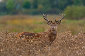 RED DEER - CIERVO COMUN O ROJO (Cervus elaphus)