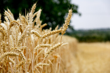 Ripe ears of wheat in the field. Closeup of wheat.