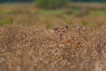 RED DEER - CIERVO COMUN O ROJO (Cervus elaphus)