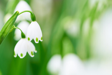 スズランやスノードロップに似たスノーフレークの花