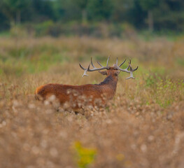 RED DEER - CIERVO COMUN O ROJO (Cervus elaphus)