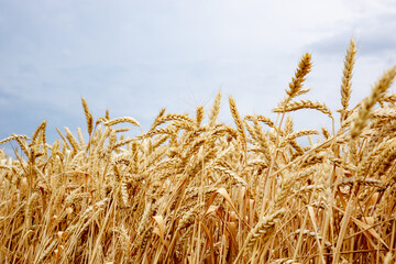 Ears of wheat in the field. Harvesting on a farm in August