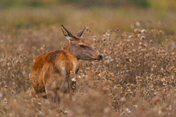 RED DEER - CIERVO COMUN O ROJO (Cervus elaphus)