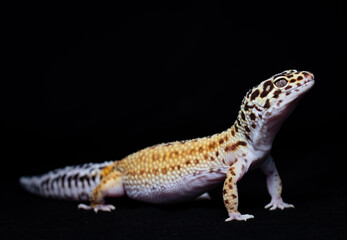 Fototapeta na wymiar Leopard gecko (Eublepharis macularius) with black background.
