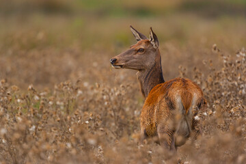 RED DEER - CIERVO COMUN O ROJO (Cervus elaphus)