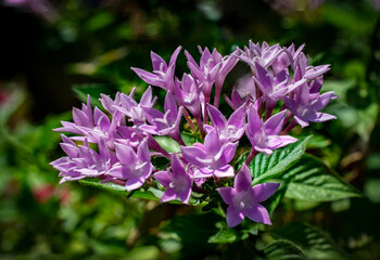 Fototapeta premium purple flower