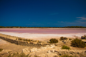 sand dunes and trees